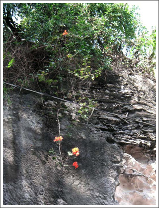 NASSAU–Bright flowers against a stone wall