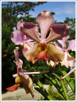 ANDROMEDA BOTANICAL GARDENS–The Gardens have a stunning collection of orchids