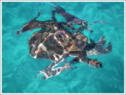 You can swim with sea turtles at a point north of Bridgetown