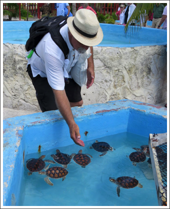 CAYO LARGO–A sea turtle breeding farm is one of the attractions
