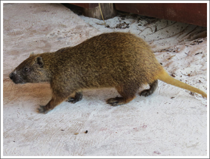 CAYO LARGO– …and hutias, which look like huge rats.
