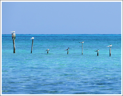 CAYO LARGO–A post for every bird and a bird on every post