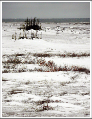 Only scrubby trees and low vegetation grows on the tundra