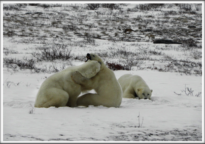 They enjoy harmless tussles in the snow