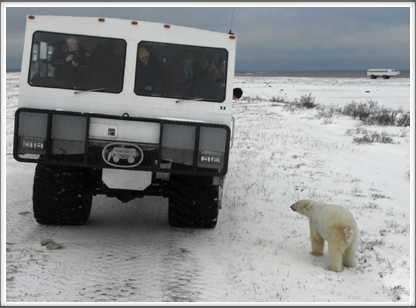 The bears had no fear of the Tundra Buggies