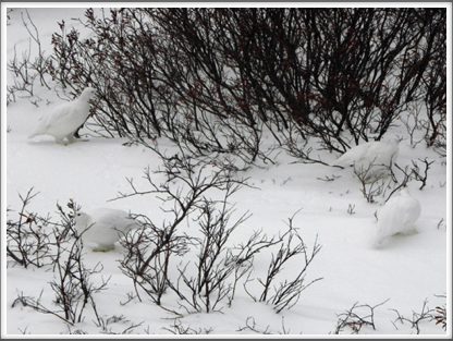 Can you see the ptarmigans?