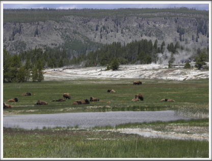 YELLOWSTONE: a herd of bison find a pleasant pasture