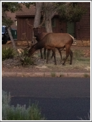 GRAND CANYON: the park’s wildlife has gotten used to the visitors–here two male elk browse the vegetation along a road