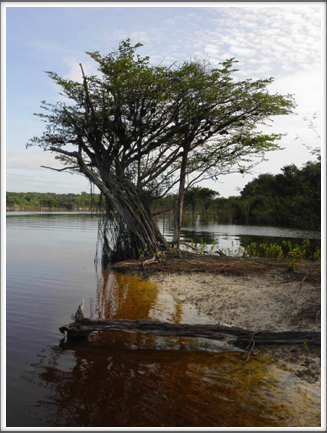 The tannin-stained waters of the Rio Negro