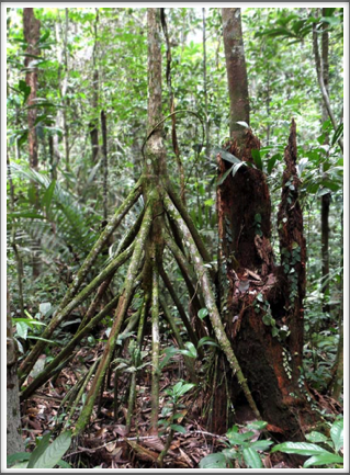 The Cashapona, or Walking Palm has stilt roots that look like legs