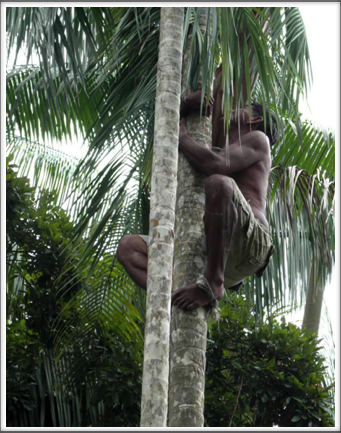 He’s the one who get to climb the palm trees for coconuts