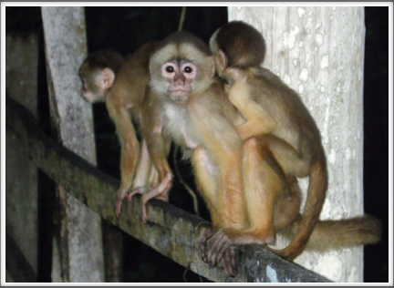 A group of Capuchin monkeys lives near the walkways and gather to beg for handouts from the tourists