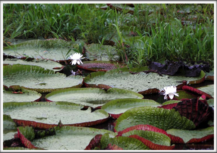 The lake has several colonies of the giant Victoria waterlily