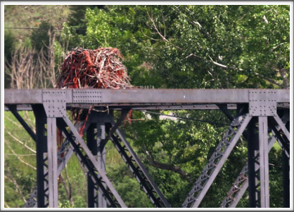 BRITISH COLUMBIA–eagle’s nest built on a railway bridge...