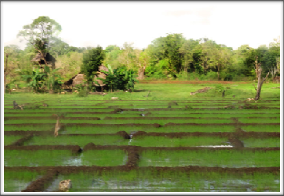 ANURADHAPURA–rice paddies