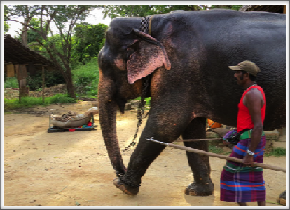 ANURADHAPURA–elephant and handler in the ancient city