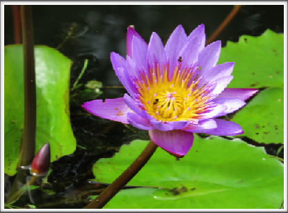 POLONNARUWA–a blue lotus, the national flower of Sri Lanka