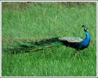 KATARAGAMA–beautiful wild peacock on the roadside