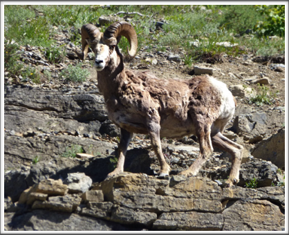 GLACIER NATIONAL PARK—the park has many flocks of bighorn sheep