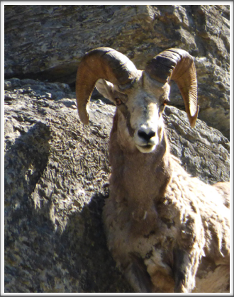 GLACIER NATIONAL PARK—a bighorn sheep poses for a portrait
