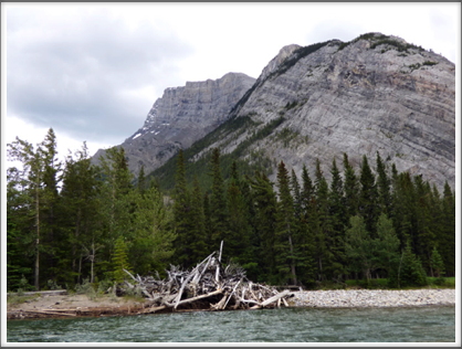 BOW RIVER—a tangle of logs at a bend of the river