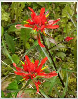 BANFF NATIONAL PARK—early summer wild flowers