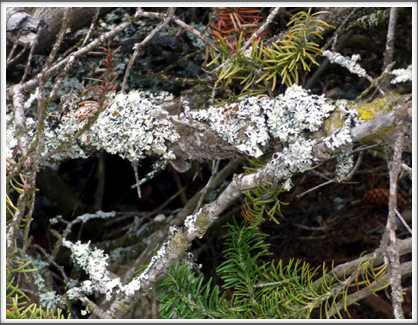 JASPER NATIONAL PARK—closeup of lovely textures of bark, lichen, and needles