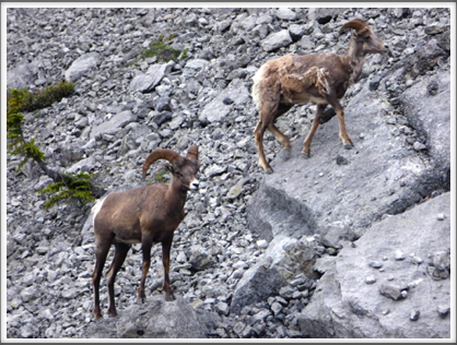 JASPER NATIONAL PARK—and more of the bighorn sheep