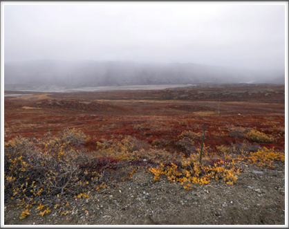 KANGERLUSSUAQ—many varieties of low shrubs and flowers cover the tundra
