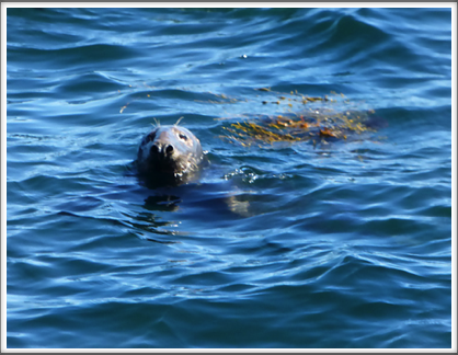 BAR HARBOR—...and a seal or two checked us out