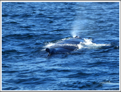 BAR HARBOR—finally, a whale spouting...